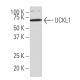 UCKL1 Antibody (SY-16) - Western Blotting - Image 34007