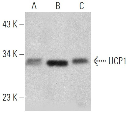 UCP1 Antibody (4E5)