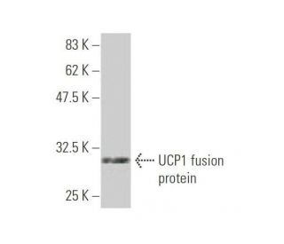 western blotting image from recommended UCP1 (4E5) monoclonal antibody replacement. Image 348871
