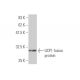 western blotting image from recommended UCP1 (4E5) monoclonal antibody replacement. Image 348871