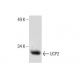 western blotting image from recommended UCP2 (G-6) monoclonal antibody replacement. Image 286861