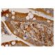 UCP4 Antibody (A-5) - Immunohistochemistry - Image 161017
