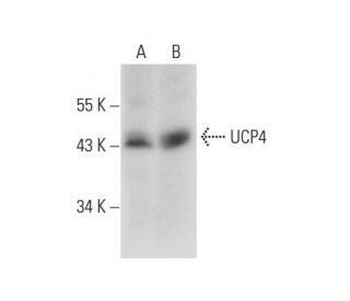 western blotting image from recommended UCP4 (A-5) monoclonal antibody replacement. Image 139095