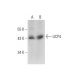 western blotting image from recommended UCP4 (A-5) monoclonal antibody replacement. Image 139095