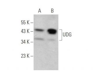 UDG Antibody (B-7) - Western Blotting - Image 372466 
