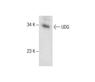 UDG Antibody (B-7) - Western Blotting - Image 287757