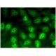 UDP-GlcDH Antibody (A-9) - Immunofluorescence - Image 296494 
