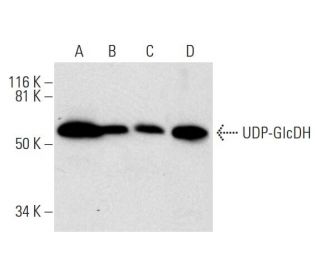 UDP-GlcDH Antibody (A-9) - Western Blotting - Image 295855 