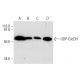 UDP-GlcDH Antibody (A-9) - Western Blotting - Image 295855 