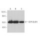UDP-GlcDH Antibody (A-9) - Western Blotting - Image 366912
