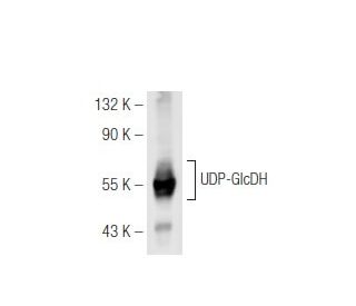 UDP-GlcDH Antibody (B-1) - Western Blotting - Image 65568 