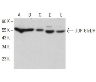 UDP-GlcDH Antibody (B-4) - Western Blotting - Image 372564 