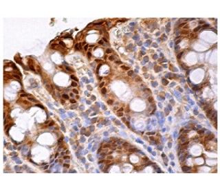 UDP-GlcDH Antibody (D-2) - Immunohistochemistry - Image 158116 