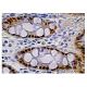 UDP-GlcDH Antibody (F-9) - Immunohistochemistry - Image 159223 