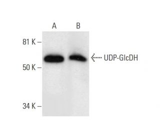 UDP-GlcDH Antibody (F-9) - Western Blotting - Image 295856 
