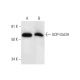 UDP-GlcDH Antibody (F-9) - Western Blotting - Image 295856 