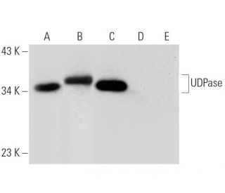 UDPase Antibody (D-4) - Western Blotting - Image 301442