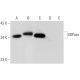 UDPase Antibody (D-4) - Western Blotting - Image 301442