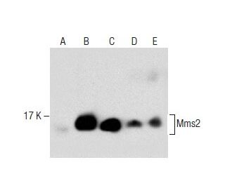 Uev1A/Mms2 Antibody (C-12) - Western Blotting - Image 282623 