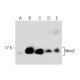 Uev1A/Mms2 Antibody (C-12) - Western Blotting - Image 282623 