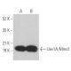 Uev1A/Mms2 Antibody (C-12) - Western Blotting - Image 367054 