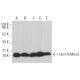 Uev1A/Mms2 Antibody (C-12) - Western Blotting - Image 367055