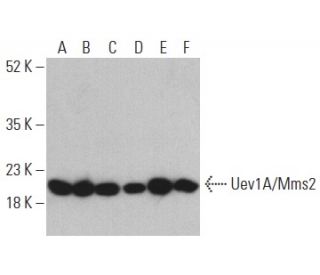 Uev1A/Mms2 Antibody (E-6) - Western Blotting - Image 400692 