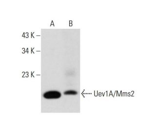 Uev1A/Mms2 Antibody (F-11) - Western Blotting - Image 320455 