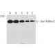 Uev1A/Mms2 Antibody (G-6) - Western Blotting - Image 320454 