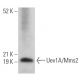Uev1A/Mms2 Antibody (G-6) - Western Blotting - Image 367061