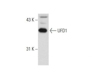 UFD1 Antibody (5e2) - Western Blotting - Image 62305 