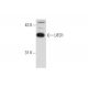 UFD1 Antibody (5e2) - Western Blotting - Image 62305 