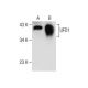 UFD1 Antibody (5e2) - Western Blotting - Image 281296