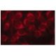 UFD1 Antibody (E-4) - Immunofluorescence - Image 134229 