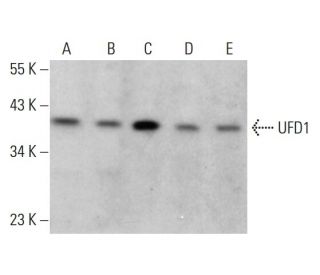 UFD1 Antibody (E-4) - Western Blotting - Image 376154 