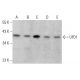 UFD1 Antibody (E-4) - Western Blotting - Image 376154 