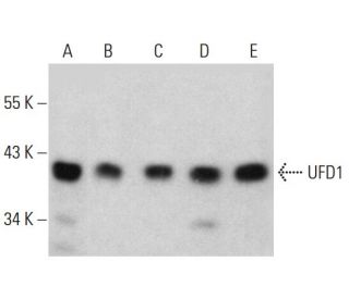 UFD1 Antibody (E-9) - Western Blotting - Image 385145 