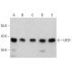 UFD1 Antibody (E-9) - Western Blotting - Image 385145 