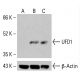 Anticorps UFD1 (E-9): sc-377222. Analyse par Western blot de l'expression de l'UFD1 dans des lysats cellulaires complets HCT-116 non traités (A), HCT-116 traités chimiquement (B) et K-562 (C). β-Actine (C4): sc-47778 utilisé comme contrôle de chargement. Réactif de détection utilisé: m-IgG Fc BP-HRP: sc-525409. UFD1 Antibody (E-9) - Western Blotting - Image 414926