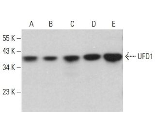 UFD1 Antibody (B-7) - Western Blotting - Image 378213