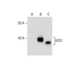 UFD1 Antibody (B-7) - Western Blotting - Image 282577