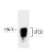 UFD2 Antibody (7) - Western Blotting - Image 60488