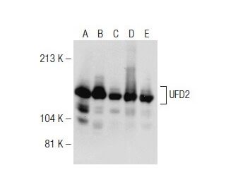 UFD2 Antibody (7) - Western Blotting - Image 149028 