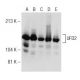 UFD2 Antibody (7) - Western Blotting - Image 149028 