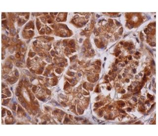 UFD2 Antibody (C-1) - Immunohistochemistry - Image 287282 