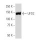 UFD2 Antibody (RQ-5) - Western Blotting - Image 33981