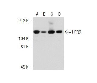 UFD2 Antibody (RQ-5) - Western Blotting - Image 149027 