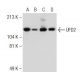 UFD2 Antibody (RQ-5) - Western Blotting - Image 149027 