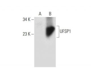 UFSP1 Antibody (H-3) - Western Blotting - Image 305816