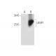 UFSP1 Antibody (H-3) - Western Blotting - Image 305816